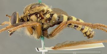 Media type: image;   Entomology 32752 Aspect: habitus lateral view